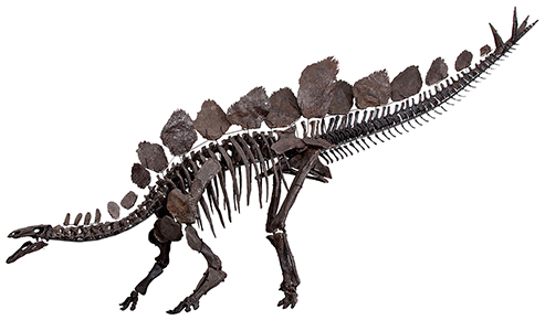 Image of a Stegosaurus skeleton